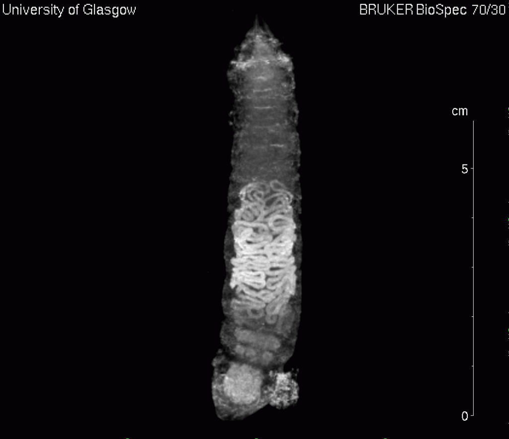 MRI scan of a caterpillar immediately before making a chrysalis. Copyright, Gavin Merrifield GEMRIC 2015